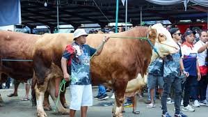 Muzani: Anak Muda Harus Ambil Peran dalam Peternakan Sapi