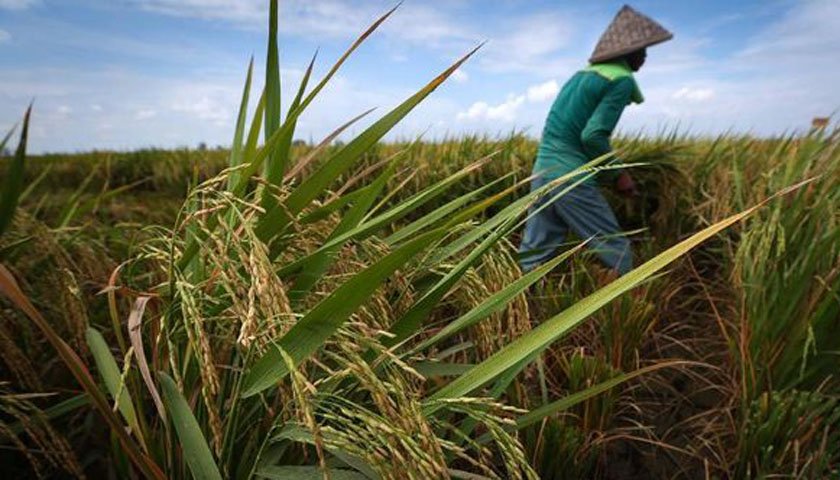 Dorong Kesejahteraan Petani, Riyono Salurkan 138,5 Ton Benih Padi di Jatim VII