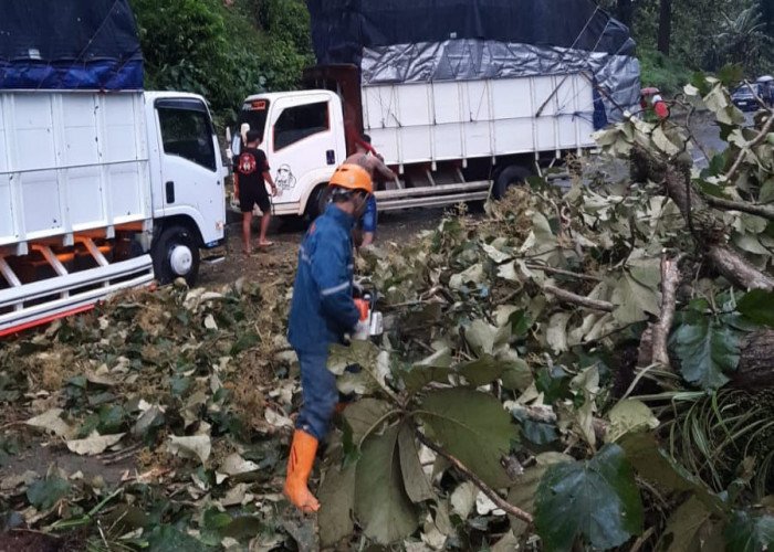 Insiden Pohon dan Tiang Listrik Tumbang Tewaskan Tiga Orang